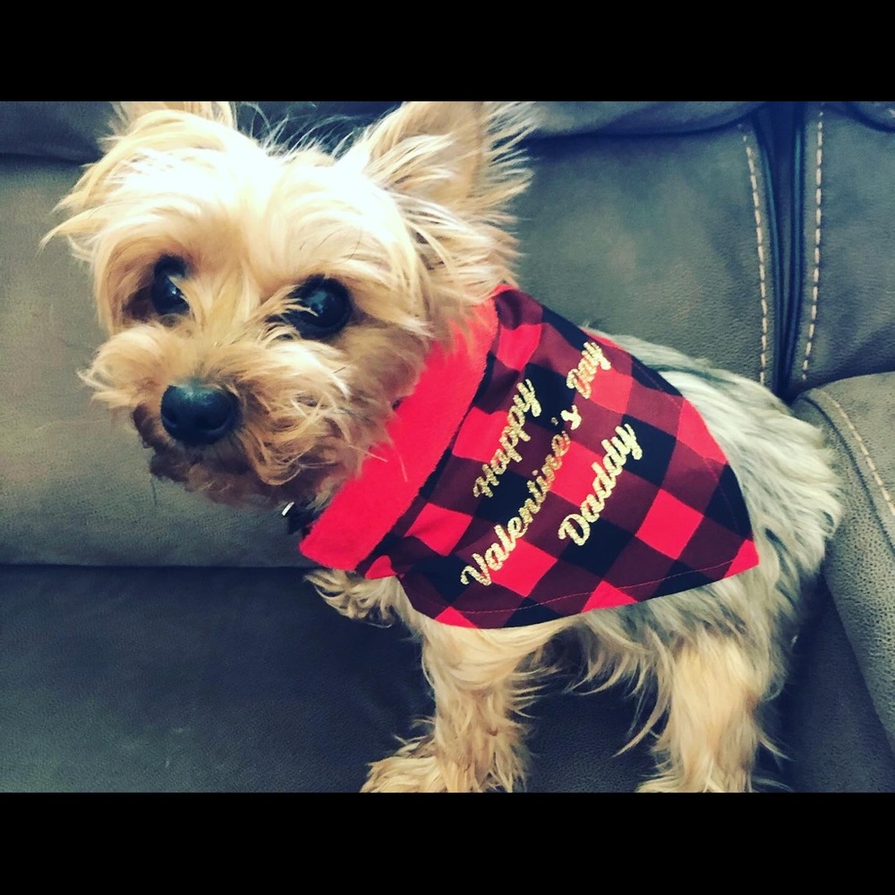 Dog Bandanas - Personalize them!